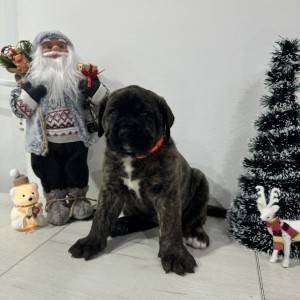Preca Canario Kanarska doga štenci