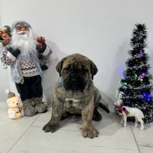 Preca Canario Kanarska doga štenci