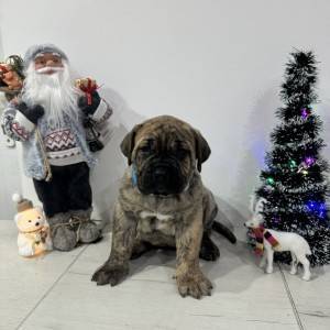 Preca Canario Kanarska doga štenci