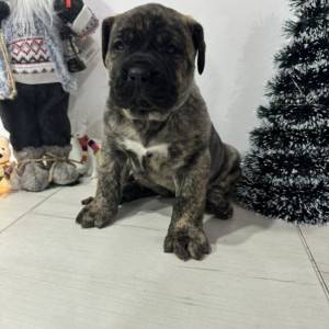 Preca Canario Kanarska doga štenci