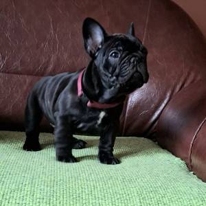 Francuski Buldog PRELEPI štenci