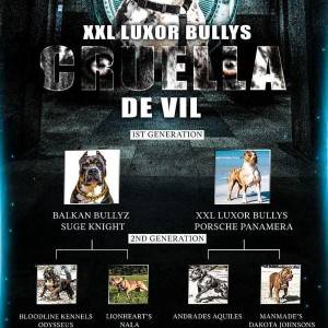 XL američki buli štenci