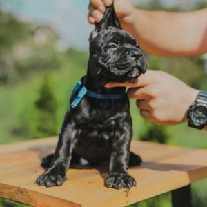 Cane Corso VRHUNSKI štenci