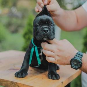 Cane Corso VRHUNSKI štenci