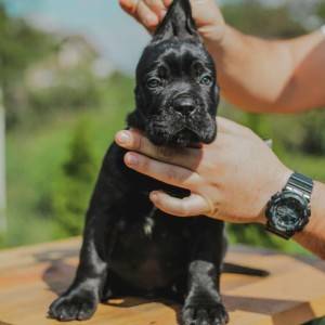 Cane Corso VRHUNSKI štenci