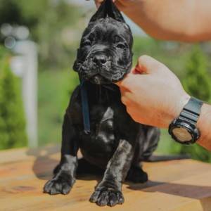 Cane Corso VRHUNSKI štenci