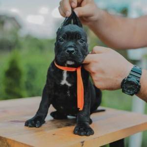 Cane Corso VRHUNSKI štenci