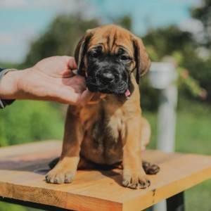 Cane Corso VRHUNSKI štenci