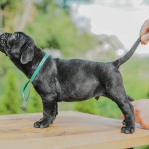 Cane Corso VRHUNSKI štenci