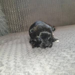 Bichon Havanese , Bišon Havanezer , Havanski Bišon