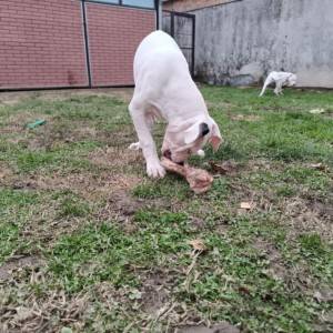 Dogo argentino štenci