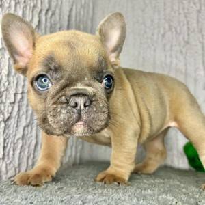 Francuski Buldog stenci egzoticnih boja