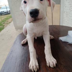 Dogo argentino štenci