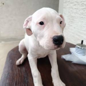Dogo argentino štenci