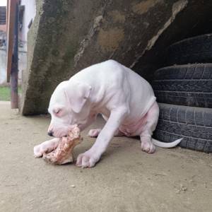 Dogo argentino štenci