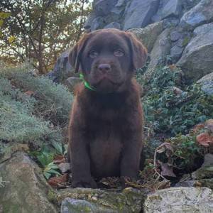 Labrador retriver čokoladni štenci na prodaju