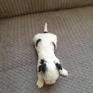 Bichon Havanese , Bišon Havanezer , Havanski Bišon