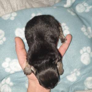 Bichon Havanese , Bišon Havanezer , Havanski Bišon