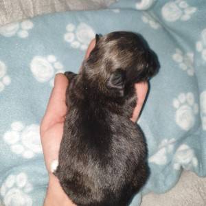 Bichon Havanese , Bišon Havanezer , Havanski Bišon