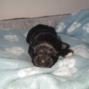 Bichon Havanese , Bišon Havanezer , Havanski Bišon