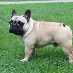 Francuski Buldog prelepi stenci