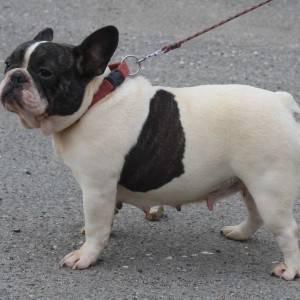 Francuski Buldog prelepi stenci