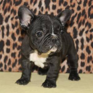 Francuski Buldog prelepi stenci