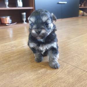 Bichon Havanese , Bišon Havanezer , Havanski Bišon