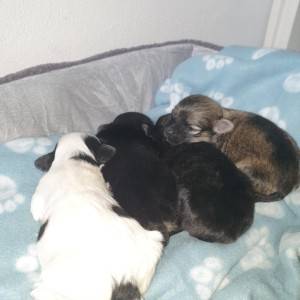 Bichon Havanese , Bišon Havanezer , Havanski Bišon