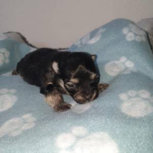Bichon Havanese , Bišon Havanezer , Havanski Bišon