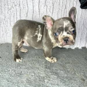 Francuski Buldog stenci egzoticnih boja