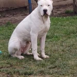 Dogo argentino štenci