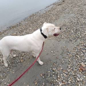 Dogo argentino štenci