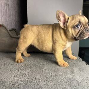 Francuski buldog stenci