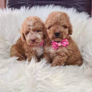 Labradoodle prelepi štenci