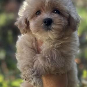 Maltipoo vrhunske genetike na prodaju