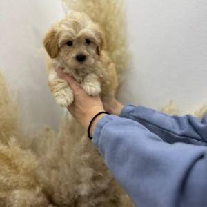 Maltipoo vrhunske genetike na prodaju