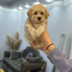 Maltipoo vrhunske genetike na prodaju