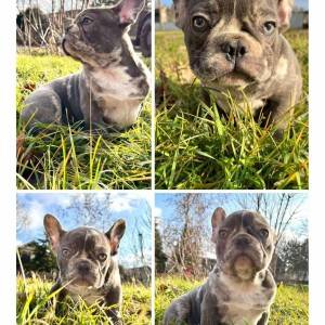 Francuski buldog plavi