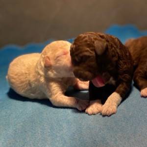 Lagotto Romagnolo - Štenci vrhunskog kvaliteta