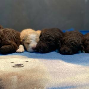 Lagotto Romagnolo - Štenci vrhunskog kvaliteta