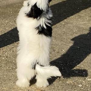 Kineski Ćubasti Pas Štenci