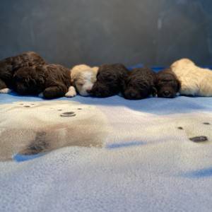 Lagotto Romagnolo - Štenci vrhunskog kvaliteta