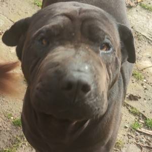 Udomljava se Rex shar-pei