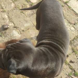 Udomljava se Rex shar-pei