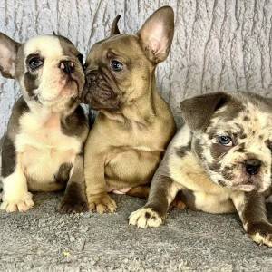 Francuski buldog stenci