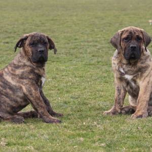 Presa Canario štenci