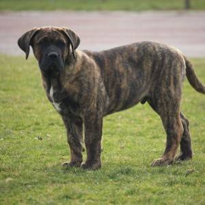 Presa Canario štenci