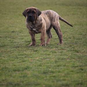 Presa Canario štenci
