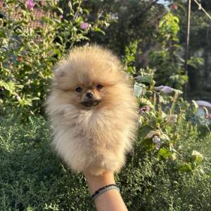Pomeranac prelepi štenci